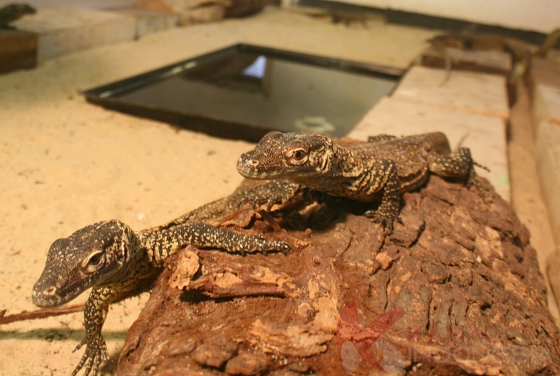 Hasil Breeding 29 Komodo Dragon Menetas di KBS