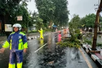 petugas kepolisian gresik sigap bersihkan jalanan dari pohon tumbang. (foto: Irwan)