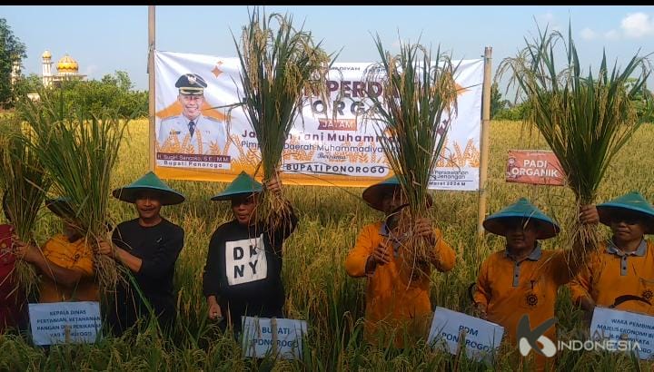 Padi Organik di Ponorogo Berhasil Panen, Ini Kata Kang Giri