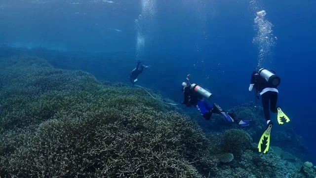 KKP Kaji Fenomena Pemutihan Karang Waspadai Naiknya Suhu Air Laut