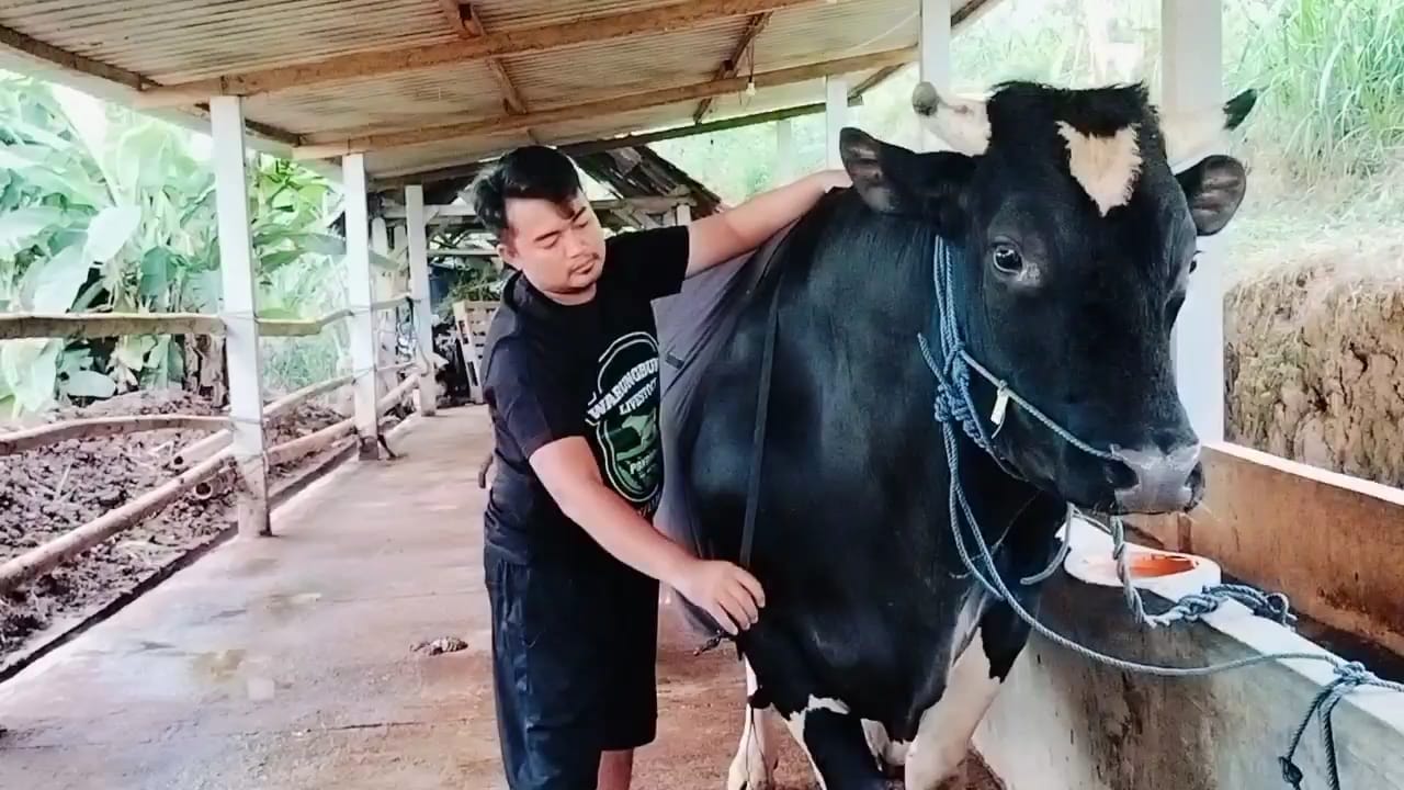Peternak di Ponorogo Ini Tak Menyangka Dua Sapinya Dibeli Presiden Indonesia untuk Qurban