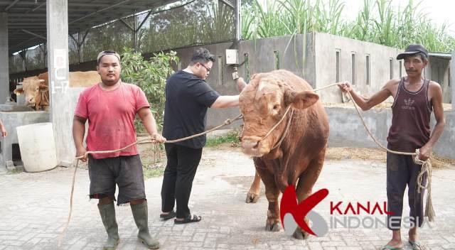 Mas Dhito Bareng Mbak Cicha Beli Empat Ekor Sapi Jumbo untuk Kurban