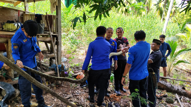 Ular 4 Meter Diamankan Posko Damkar dan Penyelamatan Kecamatan Bontomate’ne