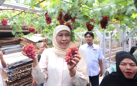 Modal Ringan dan Cepat Panen, Khofifah Dorong Masyarakat Contoh Keuletan Petani Budidaya Anggur di Probolinggo