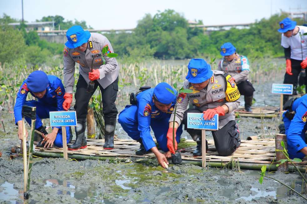 Dukung Program Nasional, Ditpolairud Polda Jatim dan Polres Gresik Tanam 10.000 Mangrove di Lumpur Gresik untuk Kelestarian Alam