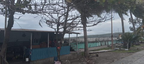 Pohon Mati dan Rawan Tumbang Disorot Wartawan Selayar