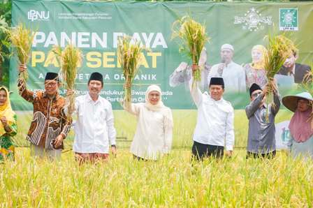 Khofifah Panen Raya Padi Sehat di Pasuruan, Penggunaan Pupuk Probiotik Hasilkan Beras Rendah Karbo dan Kalori