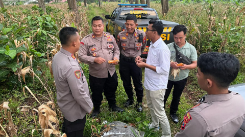 Dukung Ketahanan Pangan Sejumlah Pejabat Polres Pasuruan Cek Kualitas Jagung siap panen