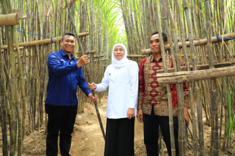 Gubernur Khofifah Luncurkan KUR Khusus Petani Tebu Jatim, Optimis Wujudkan Percepatan Swasembada Gula Nasional