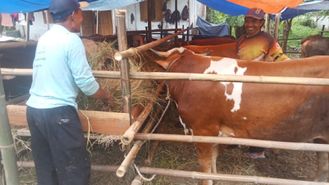 Jelang Idul Adha, Penjual Hewan Kurban di Pemalang Keluhkan Sepinya Pembeli