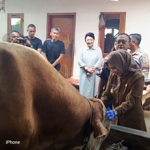 Wabup Sidoarjo Terima Satu Ekor Sapi Seberat 1,08 Ton dari Presiden Prabowo Subianto