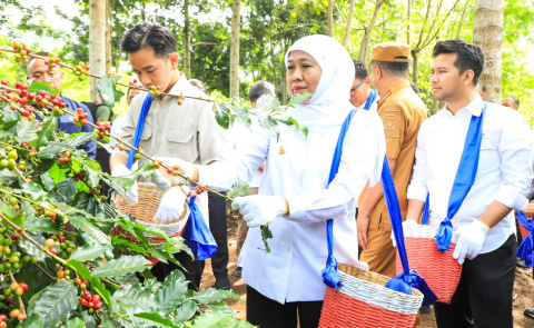 Panen Raya Kopi Bersama Wapres Gibran Di Bondowoso, Gubernur Khofifah Kenalkan Strategi Communal Branding untuk Penuhi Pasar Ekspor