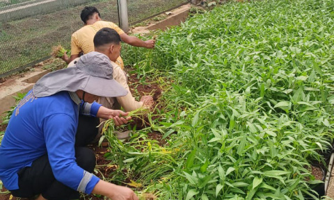 Program Napi Berkebun Lapas Cipinang Kembali Panen, Wujud Nyata Ketahanan Pangan dan Pembinaan Mandiri