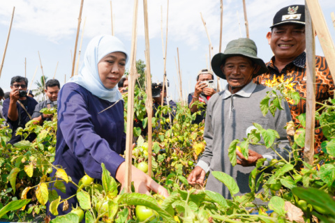 Gubernur Khofifah Minta Bupati dan Wali Kota Serap Tomat Petani untuk Stabilisasi Harga