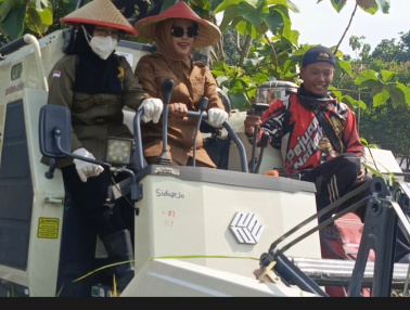 Wabup Mimik Idayana Senang Panen Raya Padi di Pertapan Maduretno Inisiasi TMI Berhasil