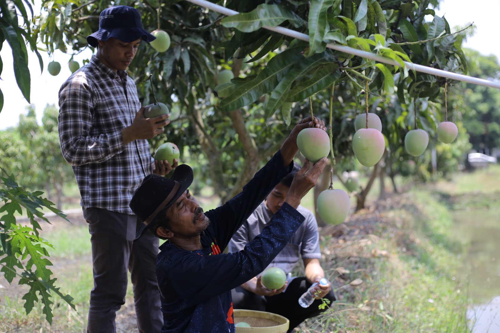 Dari Lahan Tidur Jadi Kebun Harapan: Kisah Petani dan Mangga Agrimania Binaan Pertamina Balongan