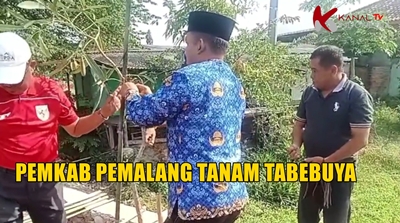 Video Pemkab Pemalang Tanam Ribuan Pohon Tabebuya