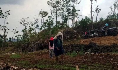 Aroma Harapan di Musim Hujan Pertama Montong: Ketika Petani Bergerak Serentak Menanam Jagung
