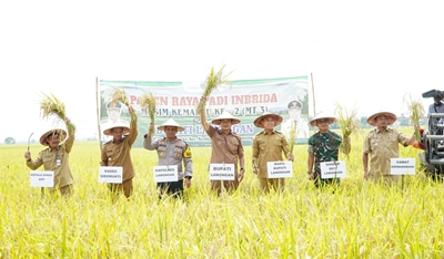 1.700 Hektar Sawah Petani Lamongan Siap Panen, Harga Gabah Tembus Rp7.300 per Kilogram