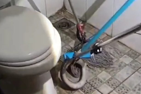 Mengerikan! Ular Kobra Sepanjang 1,5 Meter Menyelinap Masuk Closed Kantor Dispermades Pemalang