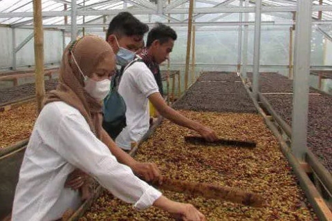 Secangkir Kisah dari Kaki Gunung Slamet: Tradisi Kopi Pulosari yang Abadi Antar Generasi