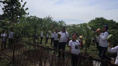 Panen Perdana Pepaya Sarana Asimilasi dan Edukasi Lapas Ngawi