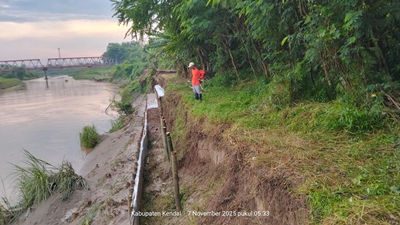 Tanggul Kali Bodri Kritis Akibat Hujan Deras, Dinas PU Kendal Pasang Trucuk Bambu Darurat