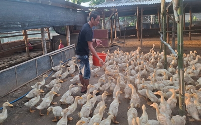 Jual Mobil Demi Bebek: Kisah Agus Purnomo, Pemuda Tuban yang Sukses Jadi Juragan Bebek Darat