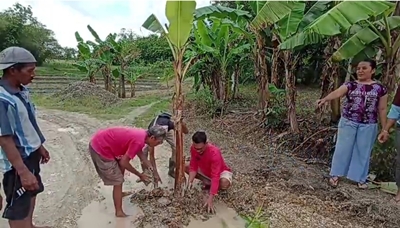 Muak Jalan Rusak 30 Tahun, Warga Ngawi Tanam Pohon Pisang di Tengah Aspal
