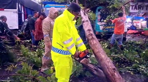Hujan Disertai Angin Kencang Tumbangkan 2 Pohon Besar di Pasar Babat Lamongan